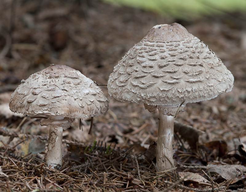 Chlorophyllum olivieri